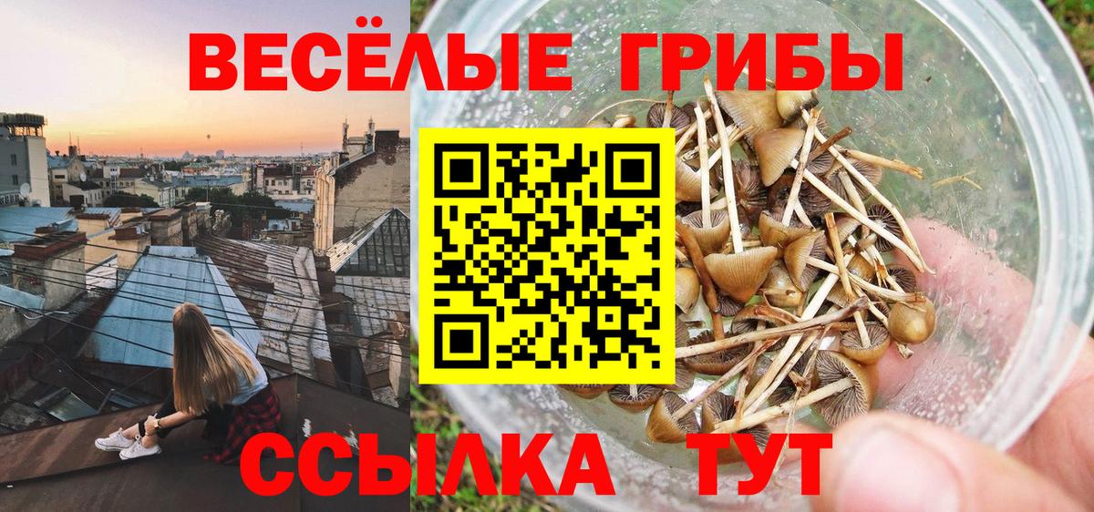 Галлюциногенные грибы Psilocybe Ленинск-Кузнецкий